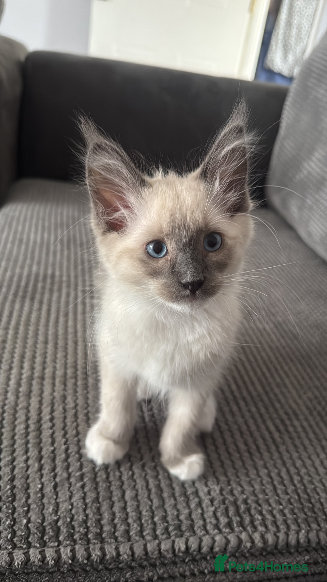 Mixed Breed cats for sale: Ragdoll x Mainecoon boy  - Image 3