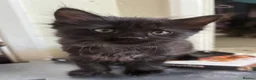 Mixed Breed cats for sale: Kittens - Advert 8