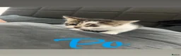 Mixed Breed cats for sale: 4 kittens  - Advert 14