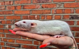 Rat rodents for sale: Last few remaining for the litters.  - Image 8