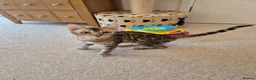 Bengal cats for sale: Stunning Pedigree Bengal Kittens - Advert 6
