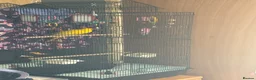 Mixed Breed birds for sale: Handreared Baby Kakariki  - Advert 6