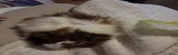 Guinea Pig rodents for sale: Two female baby guinea pigs for sale  - Advert 3