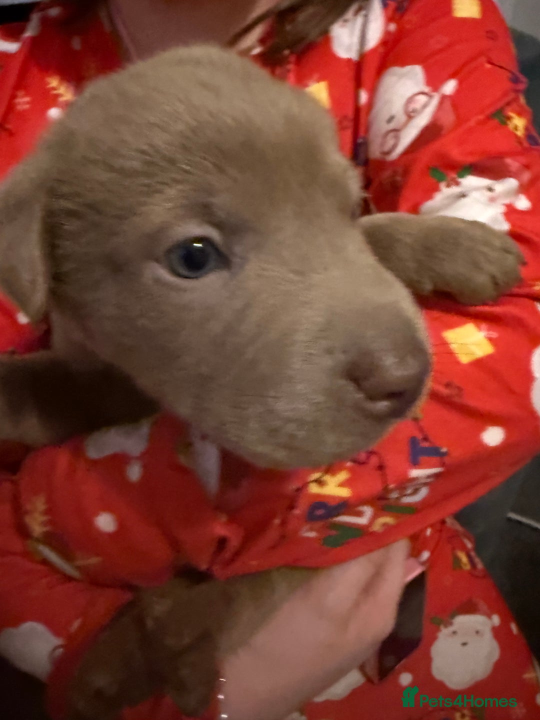 Mixed Breed dogs for sale: Ready 12 Jan Sharpei x Rhodesian ridgeback Hybrid - Advert 30