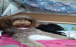 Mixed Breed dogs for sale: Multi gen australian labradoodles - Image 5