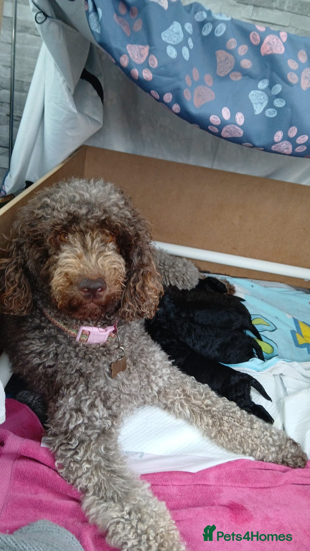 Mixed Breed dogs for sale: Multi gen australian labradoodles - Image 5