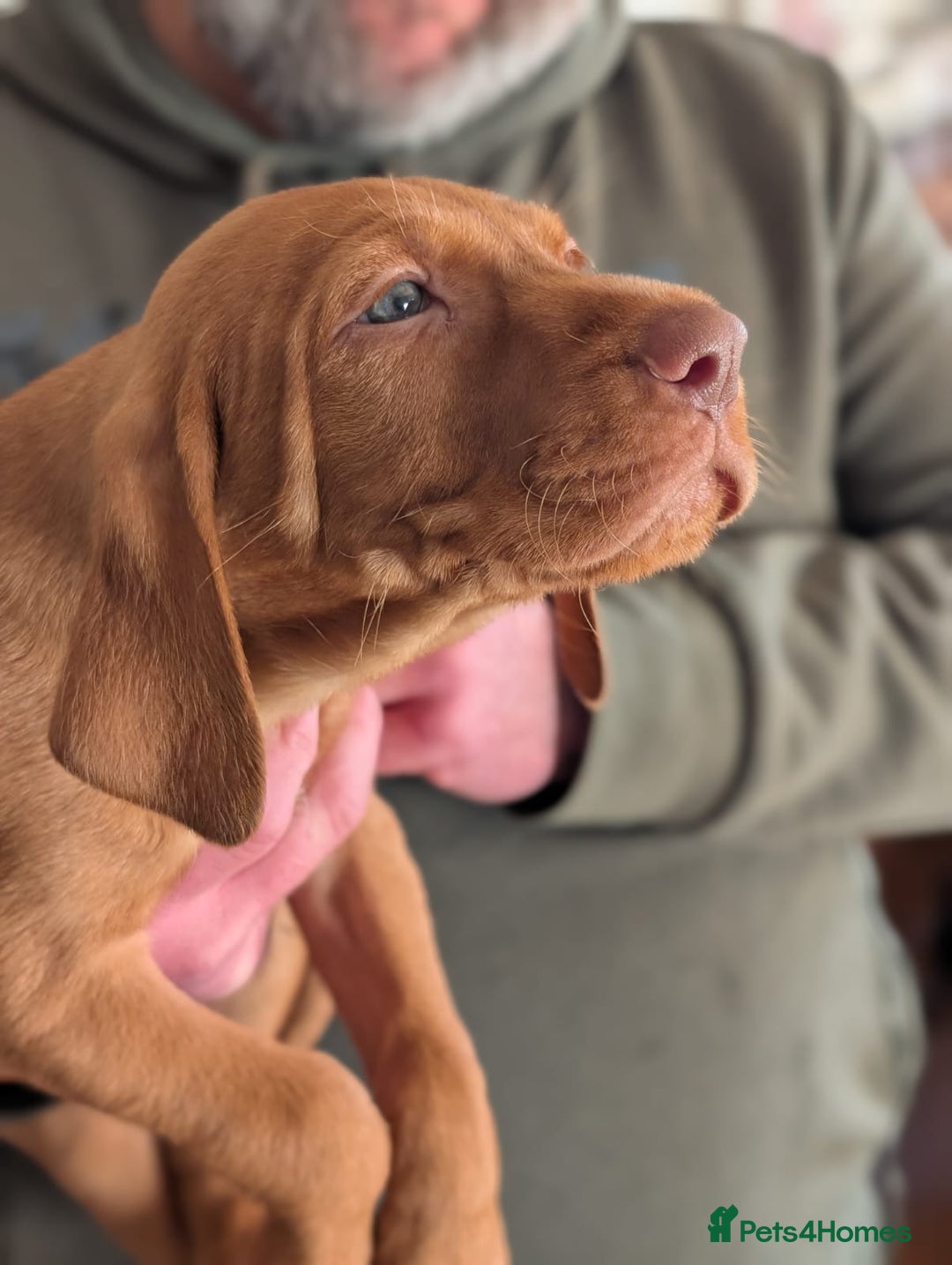 Hungarian Vizsla dogs for sale: Wirehaired Hungarian Visla puppies   - Advert 7