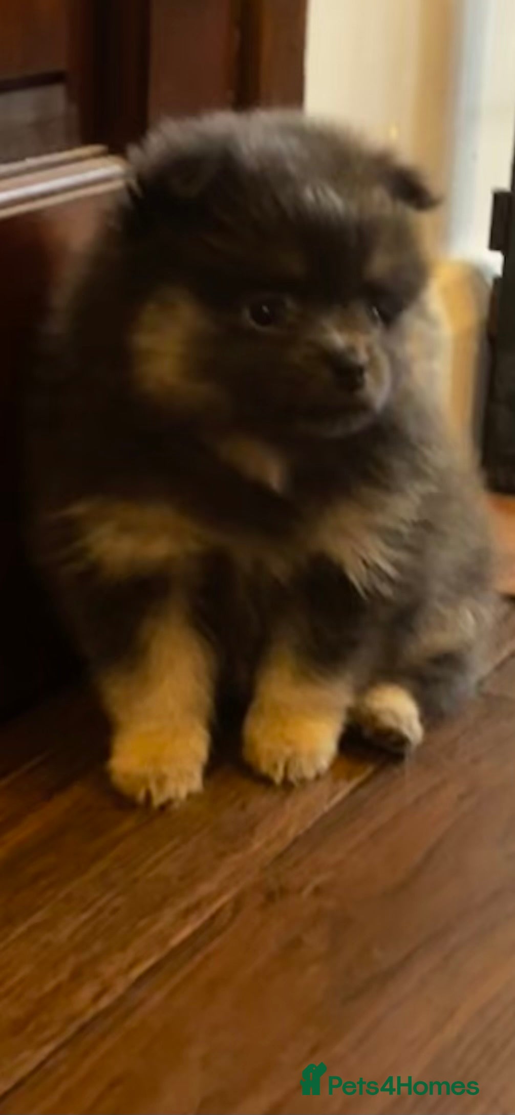 Pomeranian dogs Last Blue KC Puppy Available!  - Advert 1
