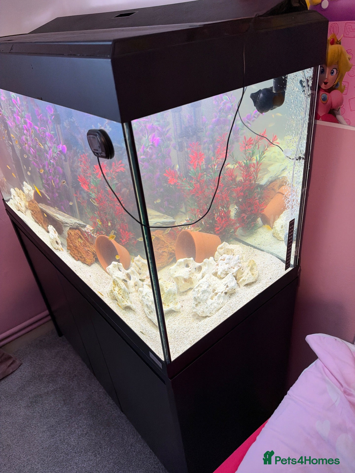 Cichlids fish African cichlids babies - Advert 13
