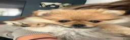 Pomeranian dogs for sale: Beautiful Miniature Pomeranian  - Advert 13