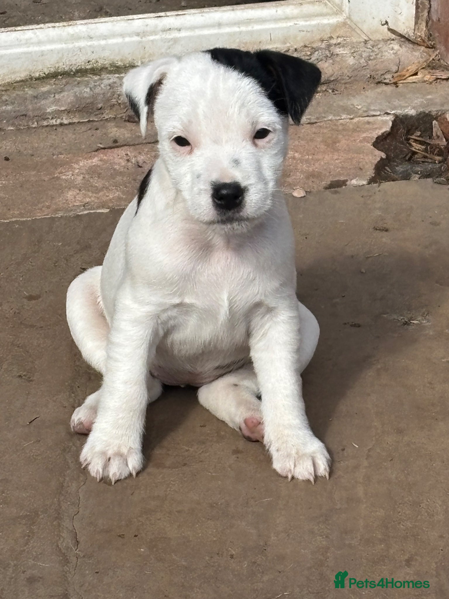 Jack Russell dogs Beautiful Jack Russell bitch pups - Advert 1