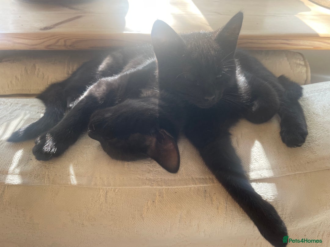 Domestic Shorthair cats for sale: Two darling black female kittens for sale in Bagshot - Image 3