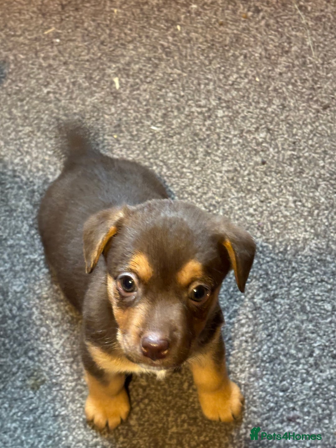 Jack Russell dogs for sale: Trad.family short legged short hair- ready!! - Advert 38