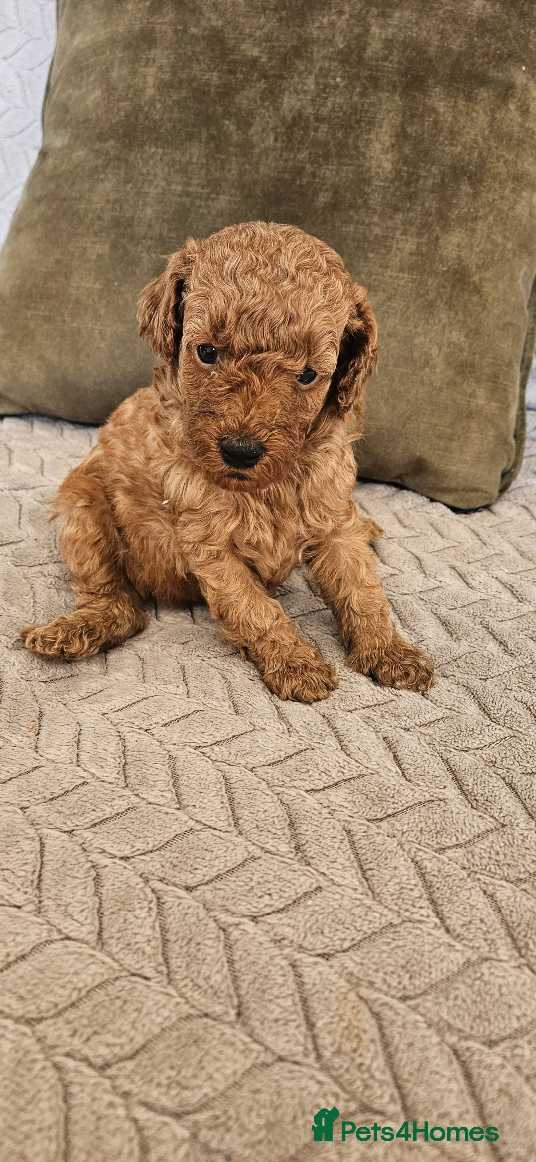 Toy Poodle dogs for sale: Red Toy Poodle Puppies x 2 males left - Advert 2