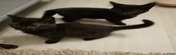 Domestic Shorthair cats for sale: 4 Beautiful Black Kittens  - Advert 7