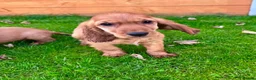 Cocker Spaniel dogs for sale: Golden Show CockerSpaniel Babies 🐾🐾🐾 - Advert 13