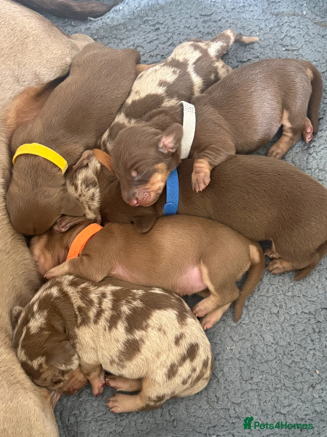 Dachshund dogs for sale: Beautiful littler of dachshund puppies  - Advert 19