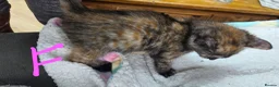 Mixed Breed cats for sale: 🐾 Beautiful Tabby Kittens Ready to Melt You Heart - Advert 18