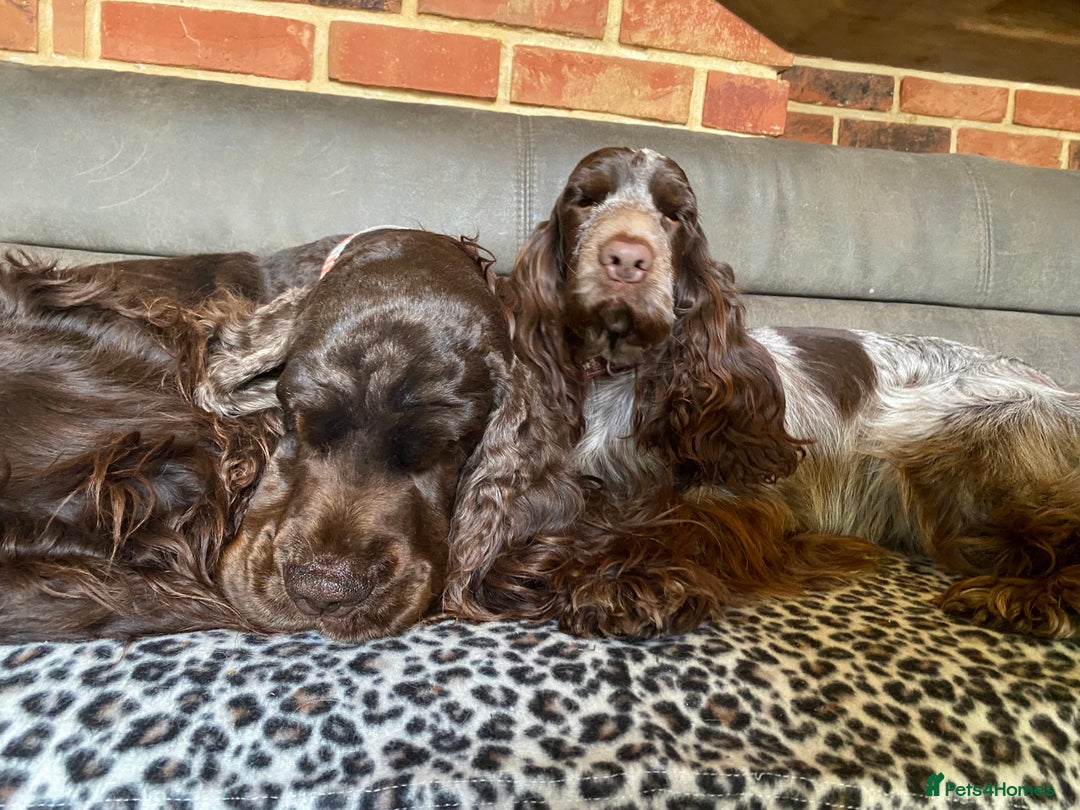 Cocker Spaniel dogs for sale: Lovely show Cocker spaniel puppies 🐶  - Advert 16