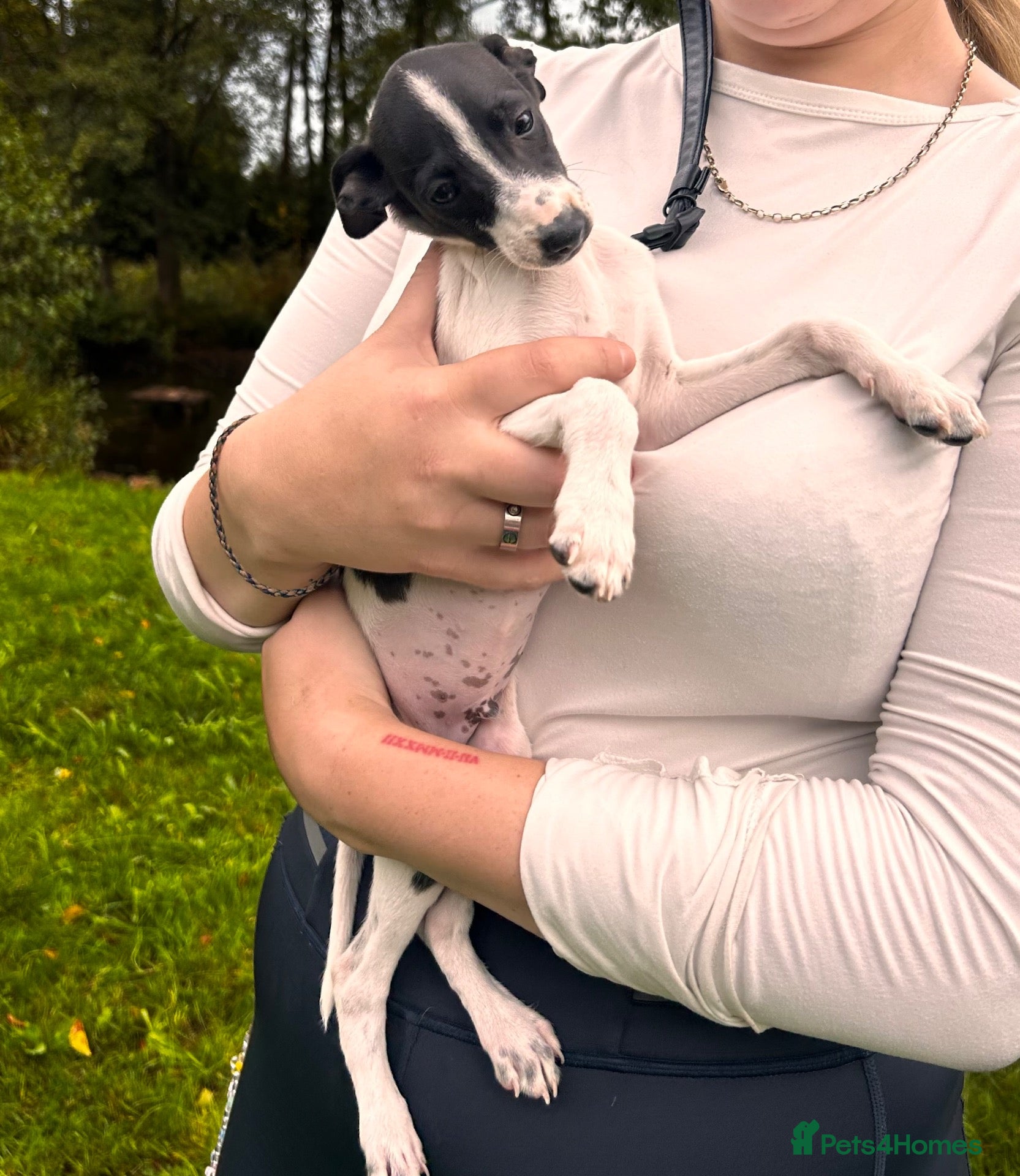 Italian Greyhound dogs KC Registered Italian Greyhounds Puppies - Advert 18