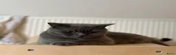 Scottish Fold cats for sale: Beautiful Scottish fold kitten - boy  - Advert 9