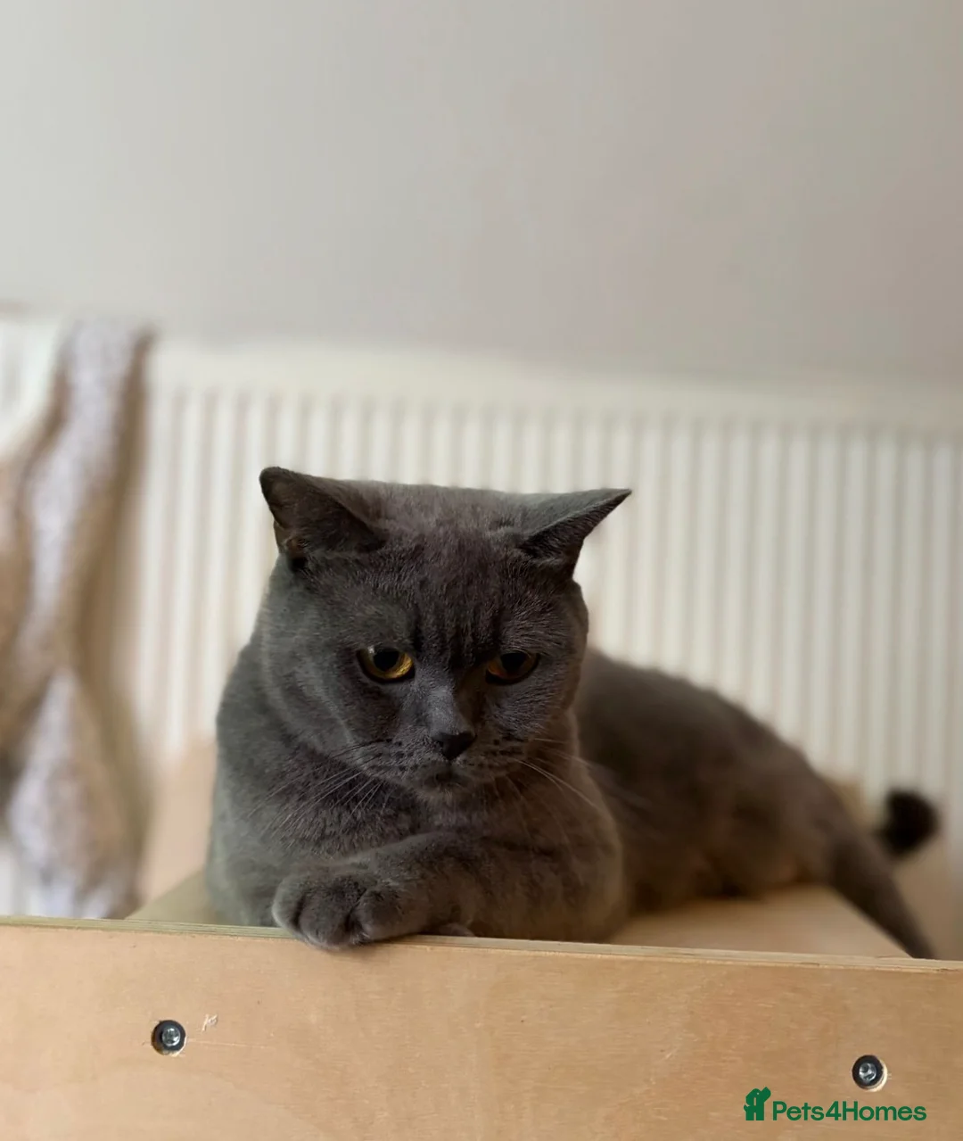 Scottish Fold cats for sale: Beautiful Scottish fold kitten - boy  - Advert 9