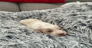 Cockapoo dogs - Advert 6