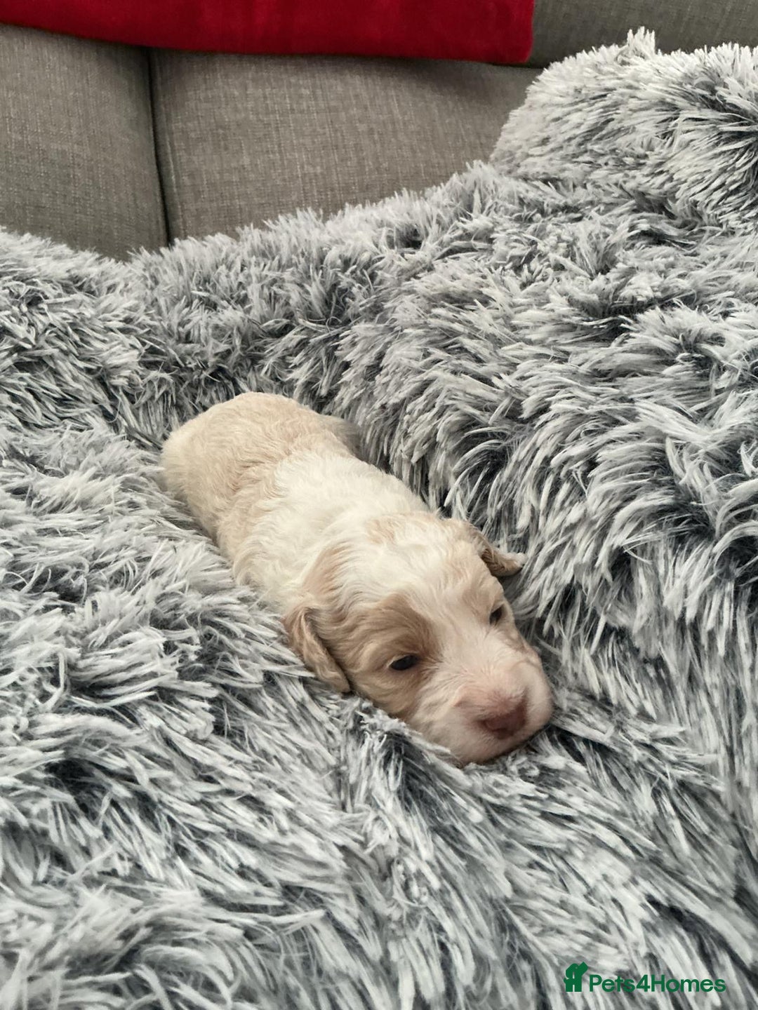 Cockapoo dogs for sale:   🐾 Cockapoo Puppies 🐶  - Image 7