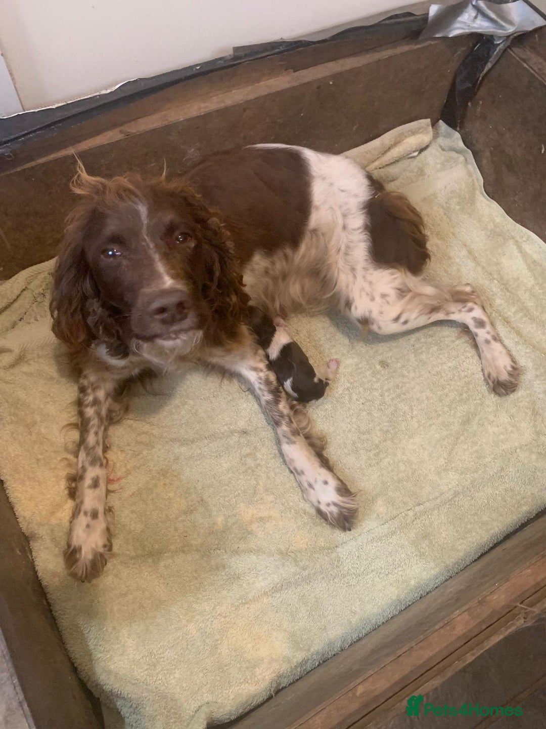 English Springer Spaniel dogs for sale: English Springer Spaniel Puppies - Advert 8