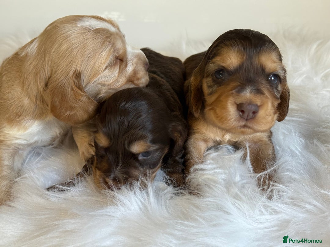 Cocker Spaniel dogs for sale: KC Health Tested Show Cocker Spaniels  - Image 9