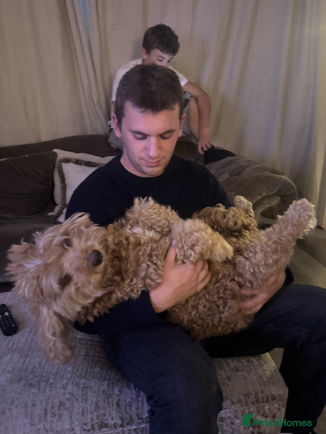 Aussiedoodle dogs for sale: Australian labradoodle puppies  - Image 12