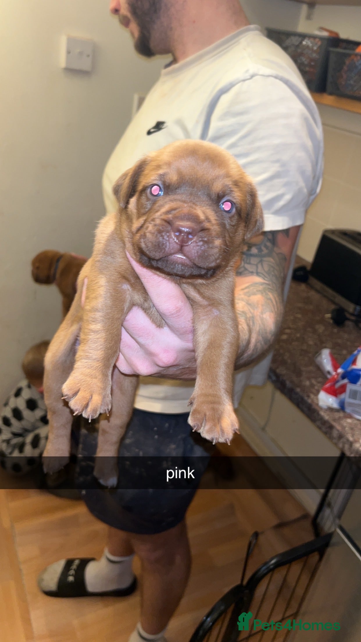 Dogue De Bordeaux dogs Dogue De Bordeaux Puppies For Sale - Advert 4