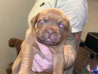 Dogue De Bordeaux dogs Dogue De Bordeaux Puppies For Sale - Advert 9