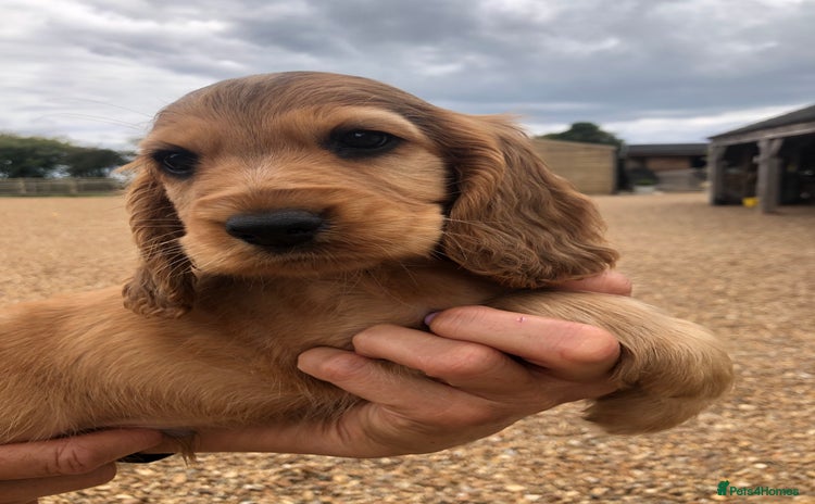 Cocker Spaniel dogs - Advert 2