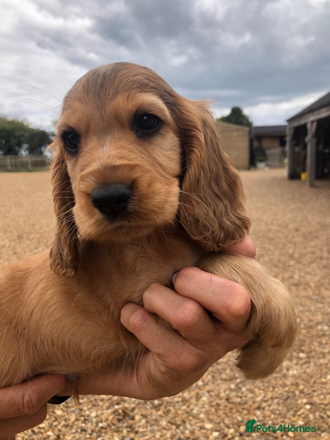 Cocker Spaniel dogs for sale: 3 BOYS 1 GIRL REMAINING  💙💙💙🩷 - Image 1