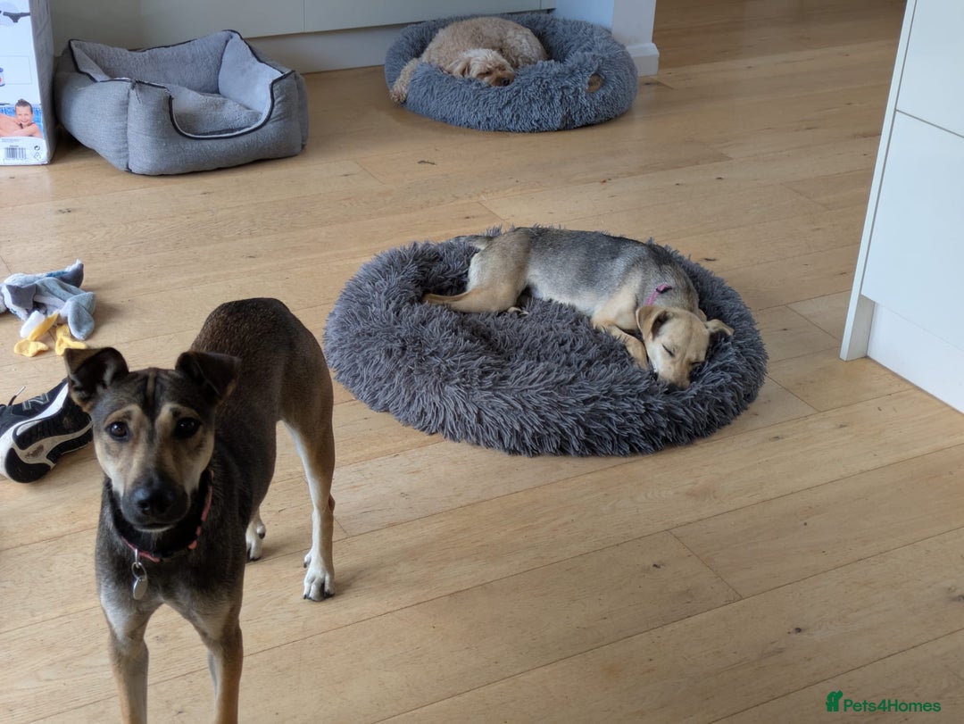 Mixed Breed dogs for adoption: Cute Heidi looking for LOVE - Image 6