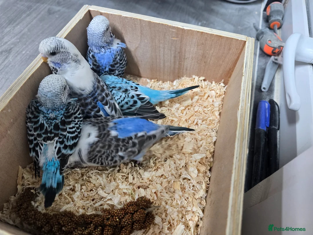 Budgerigars birds for sale: Budgie for sale - Advert 2