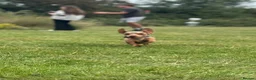 Miniature Dachshund dogs for stud: 🔥Miniature Dachshund🔥KC registered🔥Proven Stud - Advert 2
