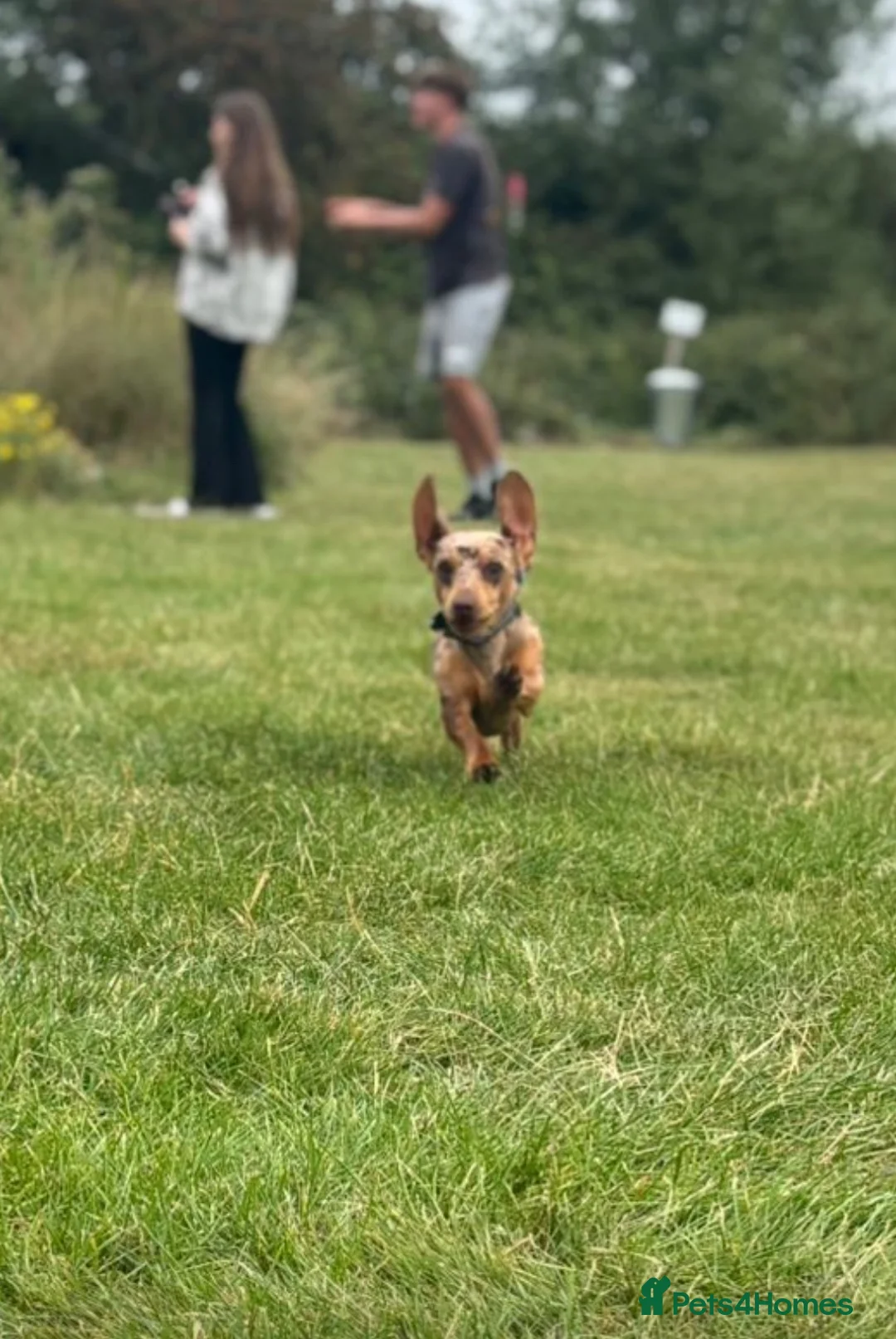 Miniature Dachshund dogs for stud: 🔥Miniature Dachshund🔥KC registered🔥Proven Stud - Advert 2
