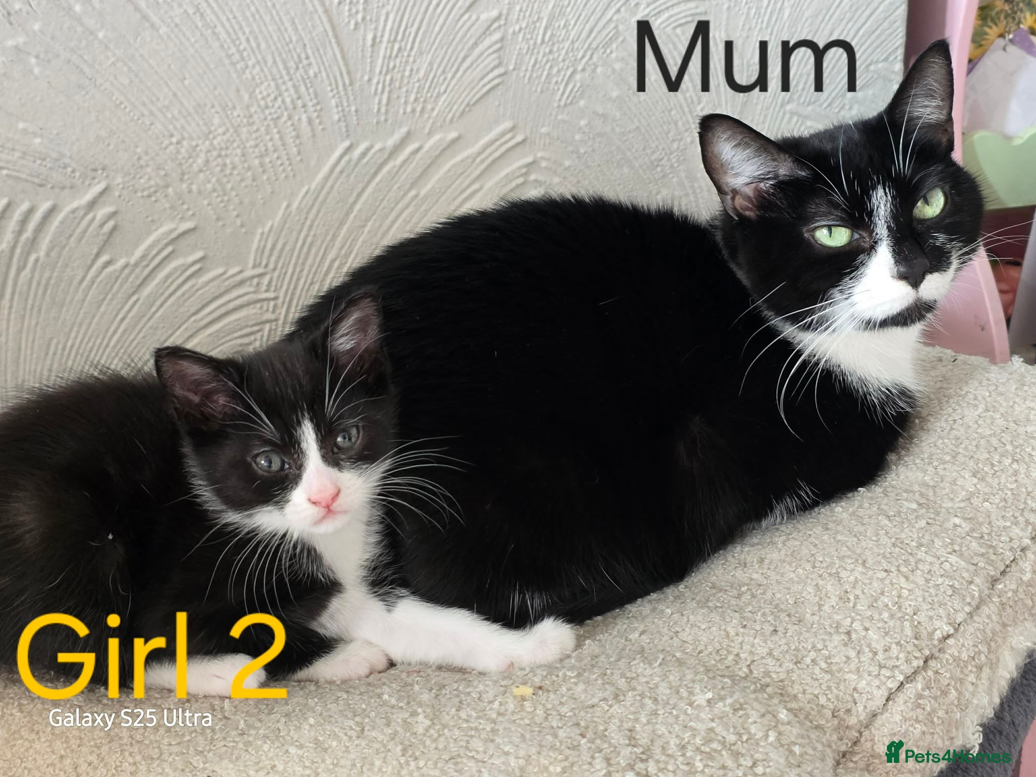 Mixed Breed cats Beautiful kittens for sale  - Advert 2