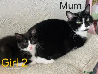 Mixed Breed cats Beautiful kittens for sale - Advert 3