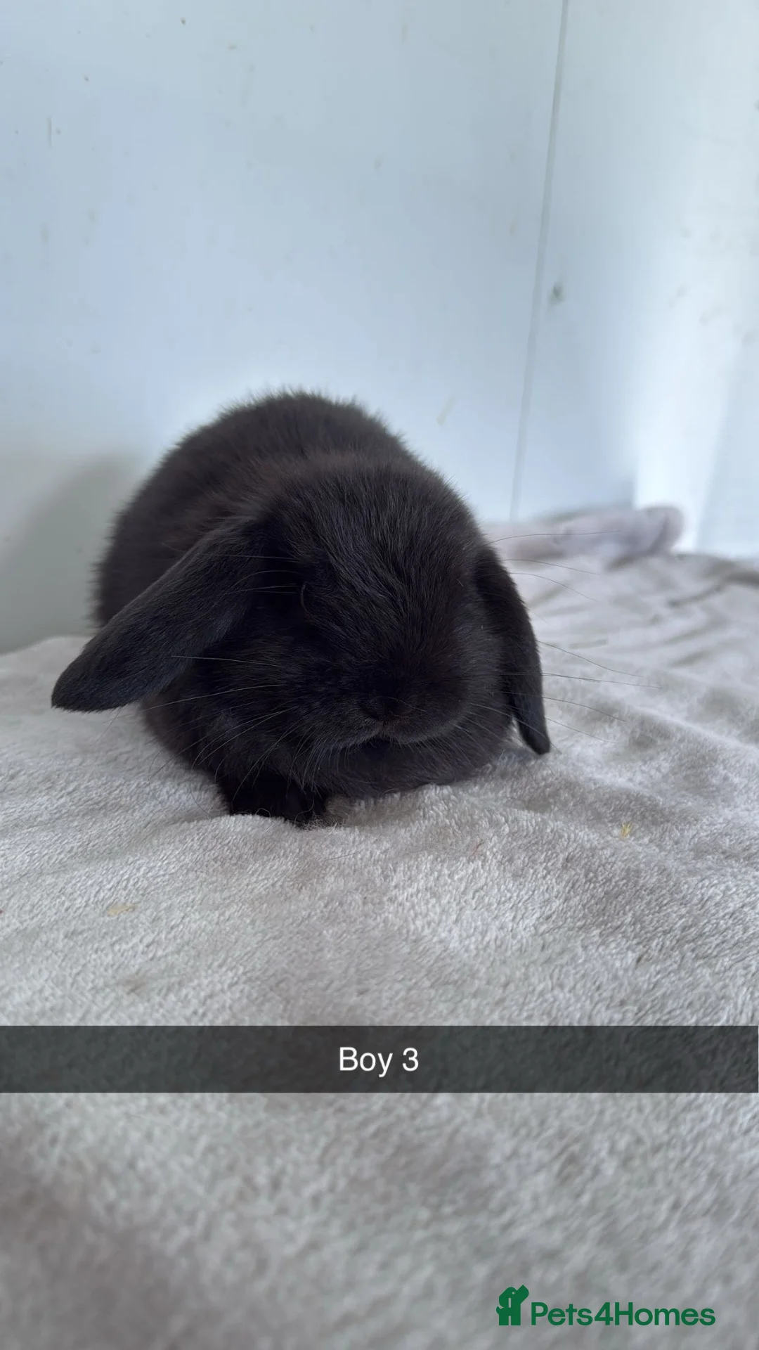 Mini Lop rabbits for sale: Pure mini lop rabbits ready to leave  - Advert 6