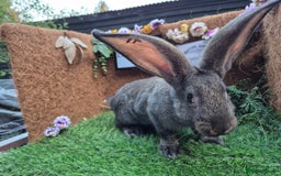 Continental Giant rabbits for sale: Pure Continental Giant Vaccinated  - Image 18