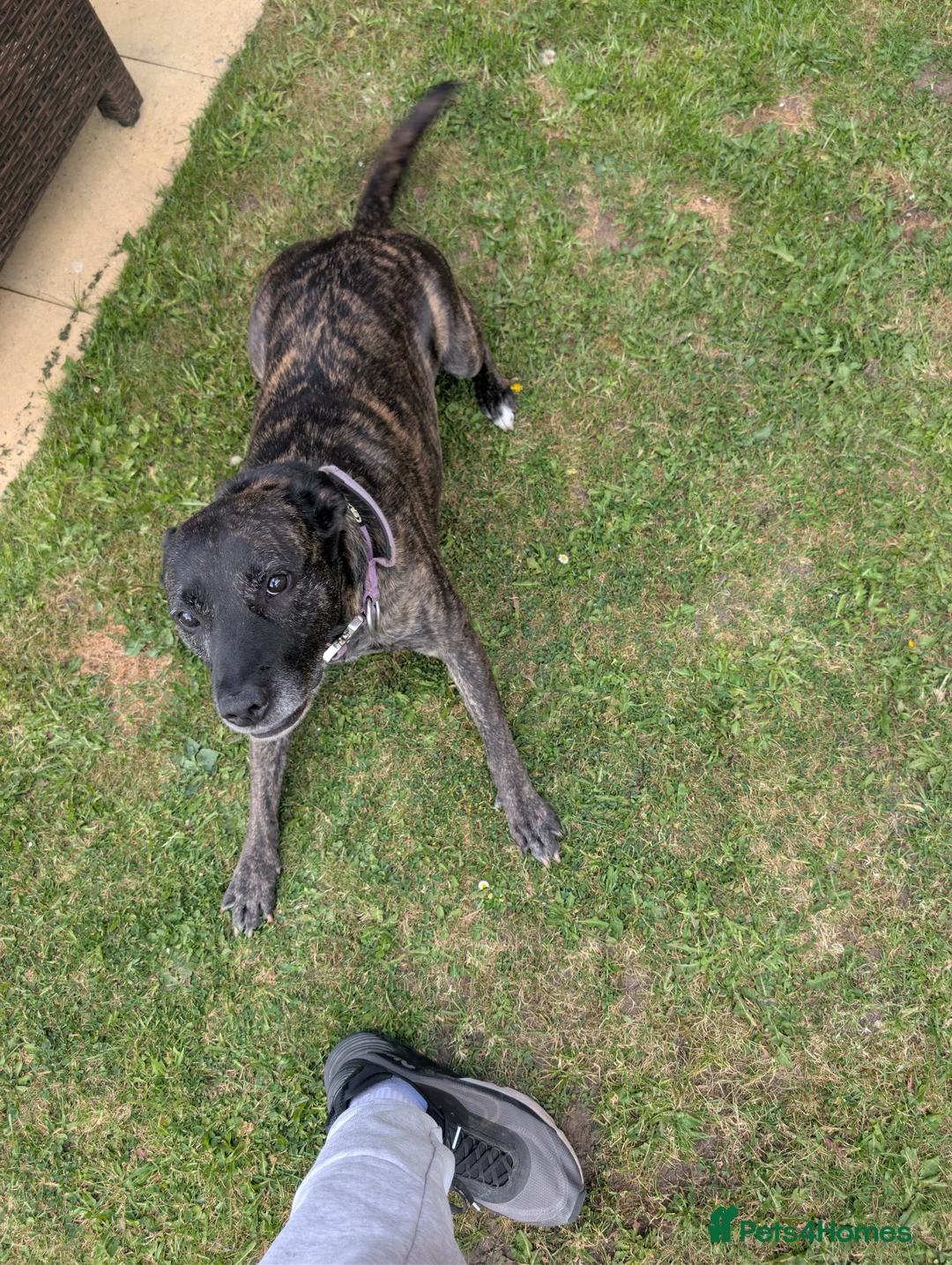 Mixed Breed dogs for sale: Hi I'm zena - Advert 4