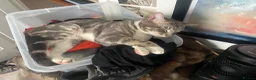 Bengal cats for sale: Gorgeous Bengal x British Short hair kittens - Advert 30