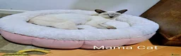Siamese cats for sale: Siamese mix in Bedford - Advert 2
