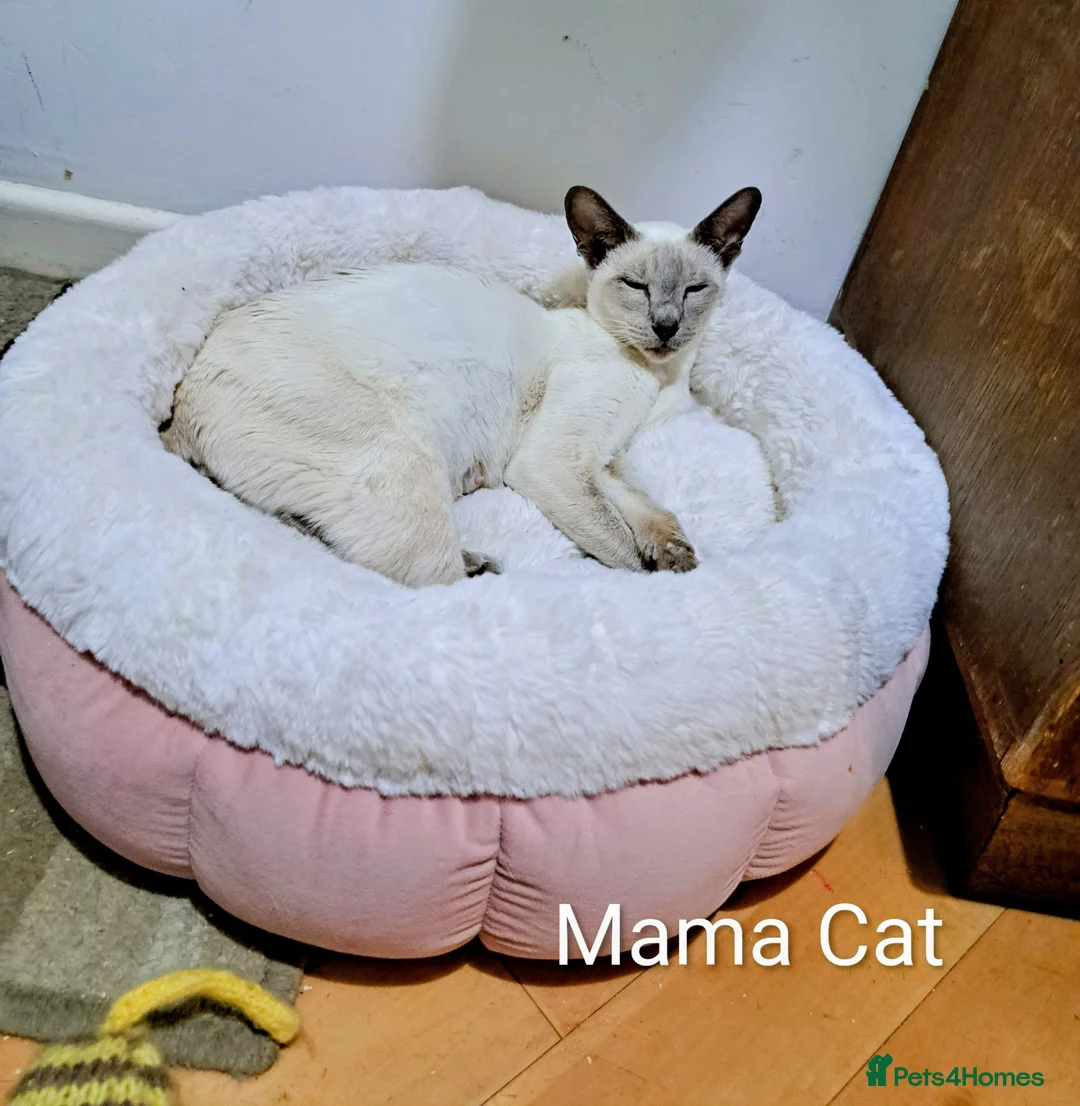 Siamese cats for sale: Siamese mix in Bedford - Advert 2