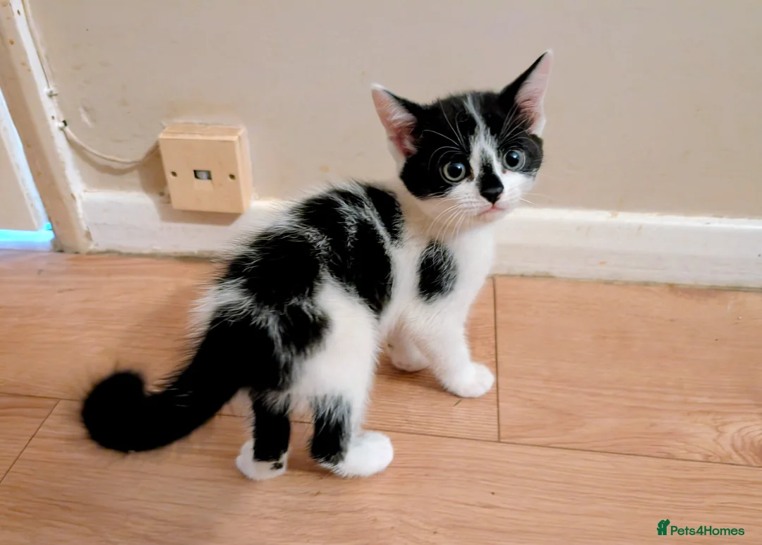 Mixed Breed cats for sale: Rainbow litter of - part BSH - Advert 25