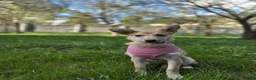 Mixed Breed dogs for adoption: ❤️🐶 BAMBI – SOFT NATURE, BEAUTIFUL BALANCE in Burton-on-Trent - Advert 7