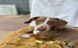 Miniature Dachshund dogs for stud: Mini Dachshund proven stud - Jelly - Image 4